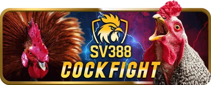 Người chơi đặt cược trực tiếp trên điện thoại tại 666win chính thức